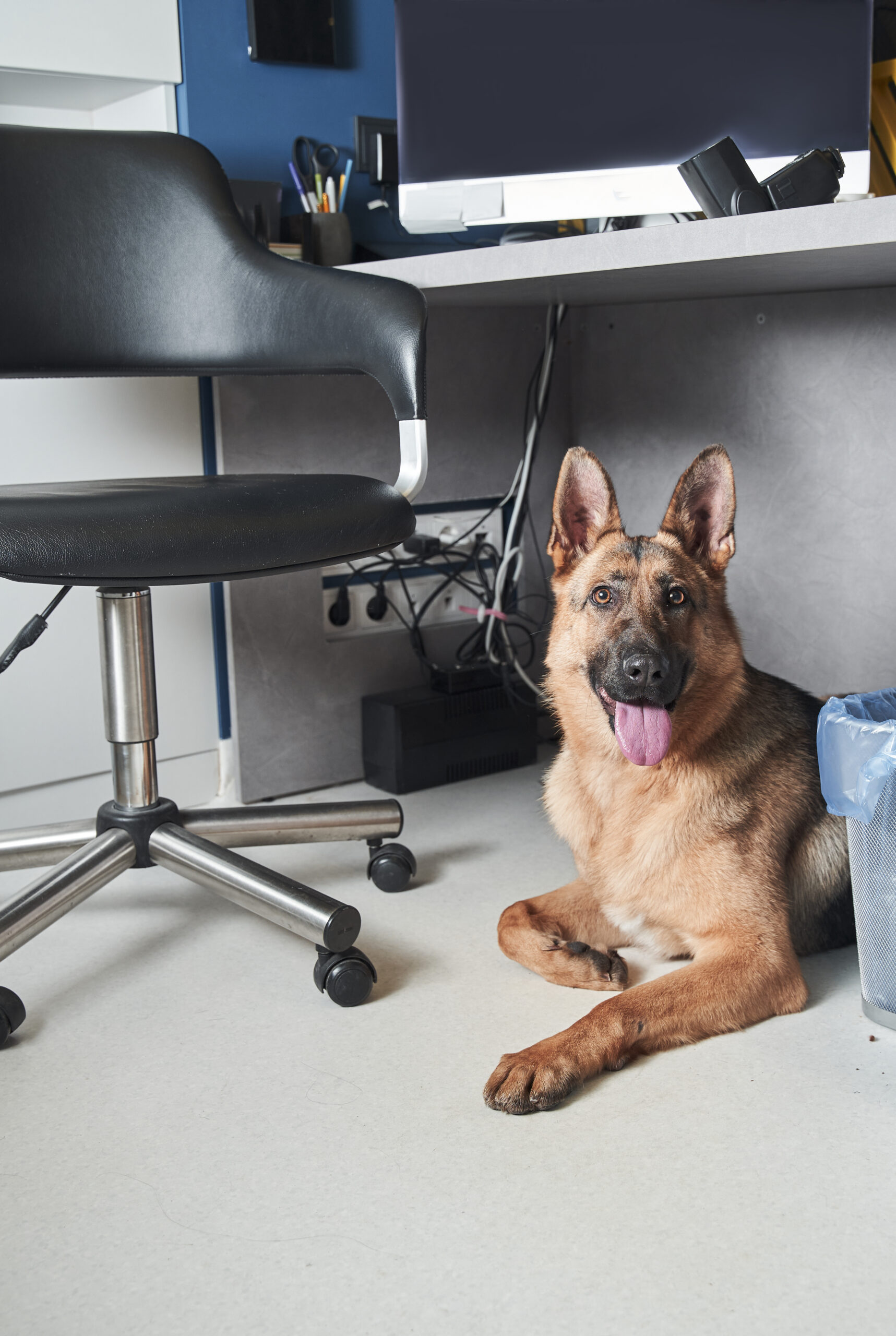 Shepherd dog laying at the floor under the table